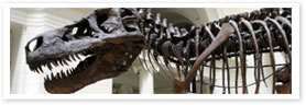Museums and Culture