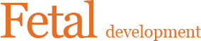 Fetal development
